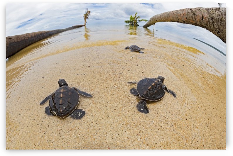 Three newly hatched baby green sea turtles (Chelonia mydas), an endangered species, makes thier way across the beach to the ocean off the island of Yap; Yap, Micronesia by PacificStock