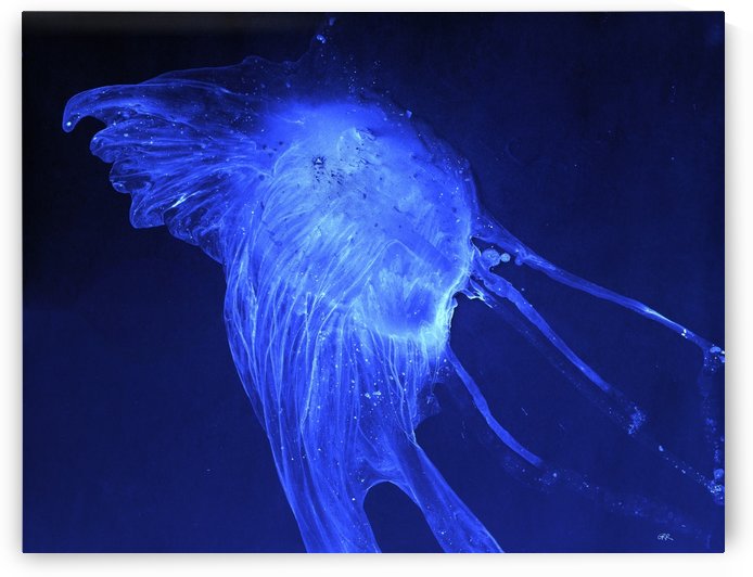Glowing blue jellyfish in the dark water by PacificStock