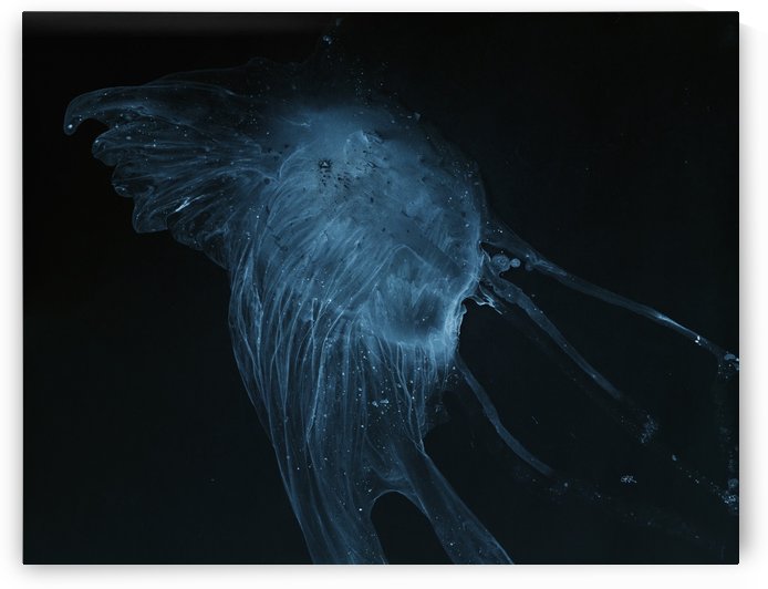 Glowing blue jellyfish in the dark water by PacificStock