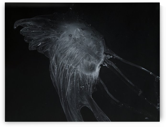 Glowing grey jellyfish in the dark water by PacificStock