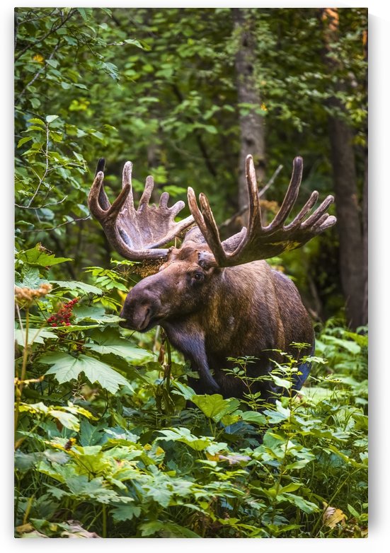 A bull moose (alces alces) in velvet antlers in Kincade Park, Southwest Anchorage on a sunny summer day; Anchorage, Alaska, United States of America by PacificStock