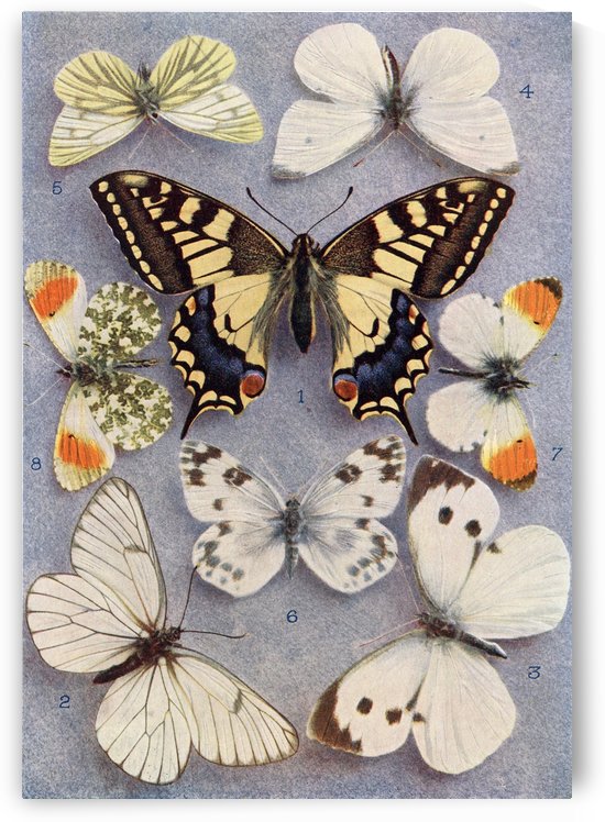 Different types of butterflies. Illustration by W.S.Furneaux. From the book Butterflies, Moths and Other Insects and Creatures of the Countryside. Published 1927. by PacificStock