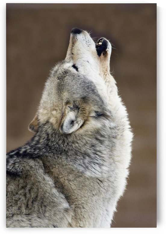 Captive Gray Wolf Howling by PacificStock