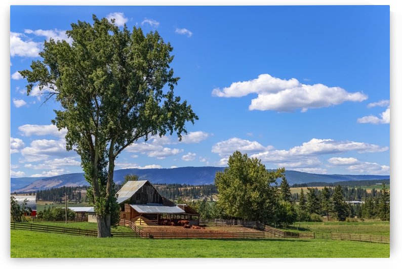 Beef cows rest in the shade of the barn roof under a blue sky with fluffy white clouds in the summer in the North Okanogan; British Columbia, Canada by PacificStock