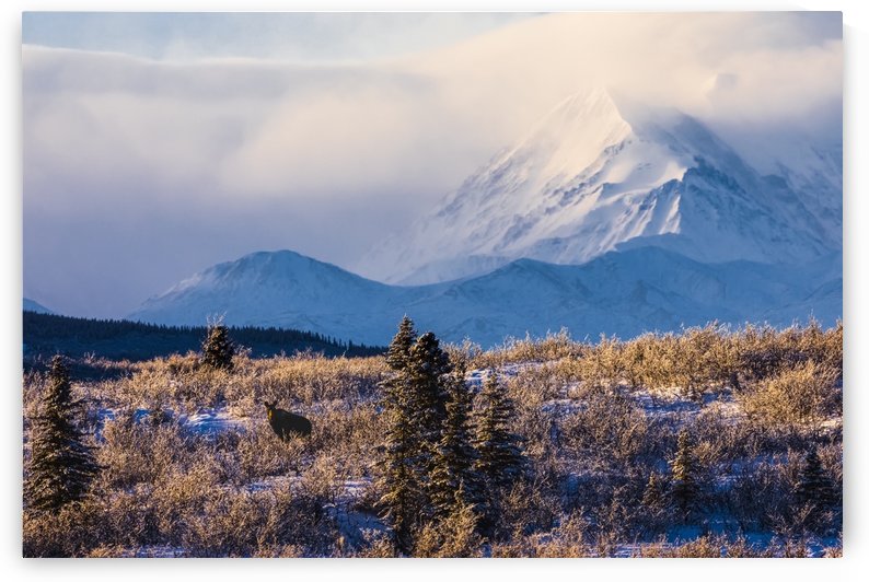 A moose (alces alces) forages on a winter morning with the Alaska Range in the background partially enshrouded in clouds; Alaska, United States of America by PacificStock