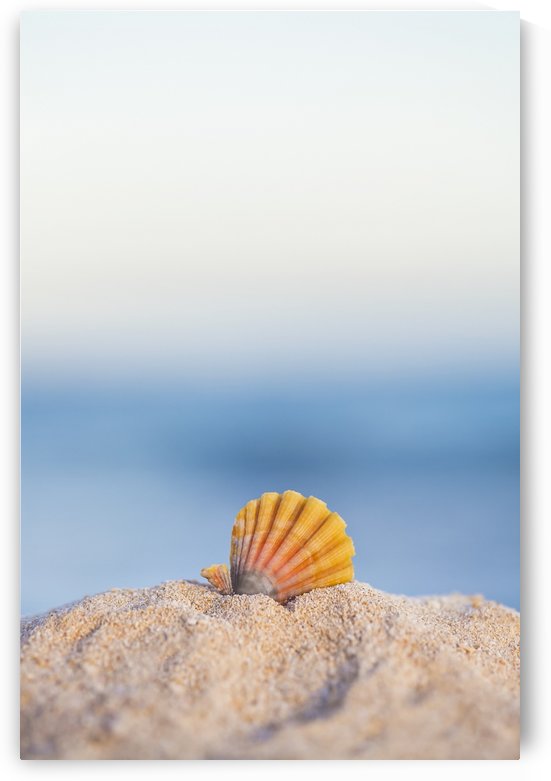 A rare rainbow color Hawaiian Sunrise Scallop Seashell, also known as Pecten Langfordi, in the sand at the beach at sunrise; Honolulu, Oahu Hawaii, United States of America by PacificStock