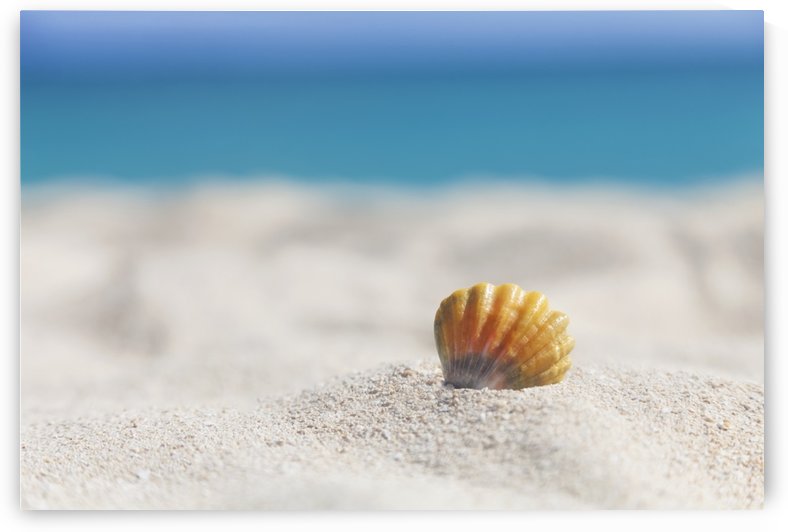 A rare rainbow color Hawaiian Sunrise Scallop Seashell, also known as Pecten Langfordi, in the sand at the beach at sunrise; Honolulu, Oahu Hawaii, United States of America by PacificStock