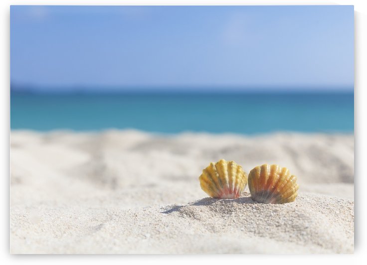 A set of two rare rainbow color Hawaiian Sunrise Scallop Seashells, also known as Pecten Langfordi, in the sand at the beach; Honolulu, Oahu Hawaii, United States of America by PacificStock