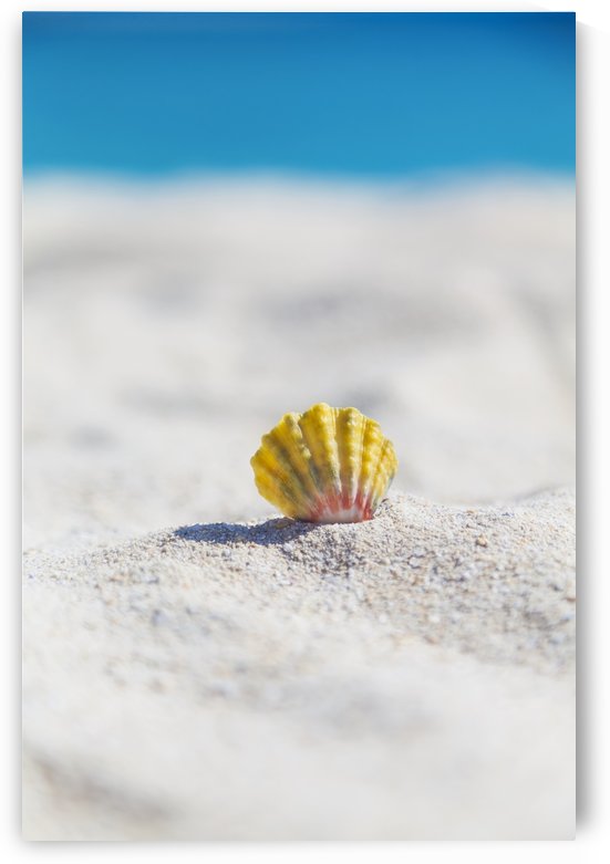 A rare rainbow color Hawaiian Sunrise Scallop Seashell, also known as Pecten Langfordi, in the sand at the beach at sunrise; Honolulu, Oahu Hawaii, United States of America by PacificStock