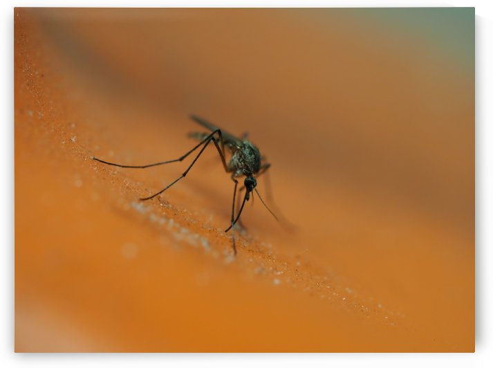 Mosquito! by GSPhoto