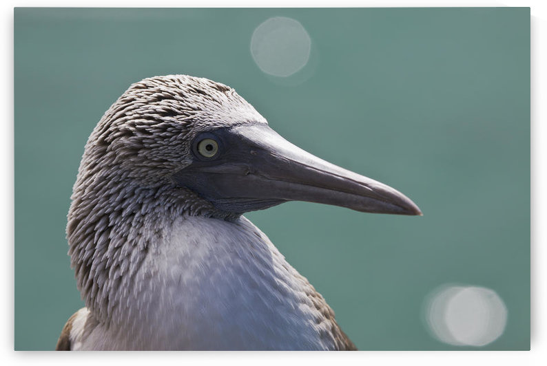 Ecuador, Galapagos Islands, Detail shot of a blue footed booby (Sula nebouxii excisa). by PacificStock