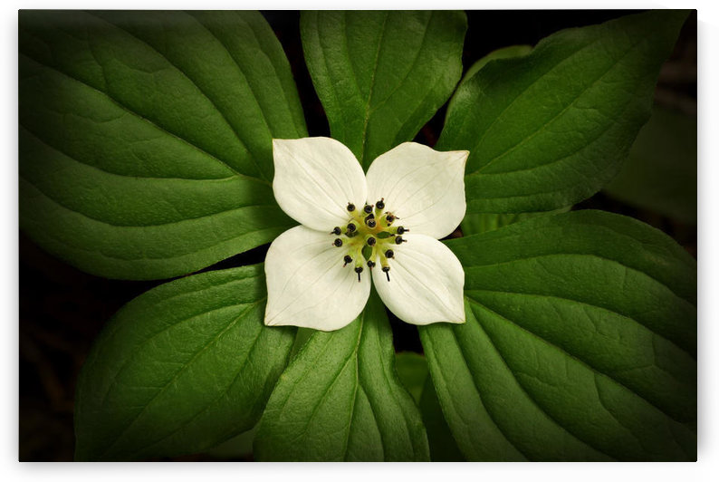 Close-Up Dwarf Dogwood Flower In Full Bloom, Alaska by PacificStock