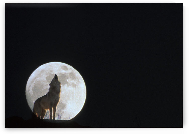 10716 by PacificStock