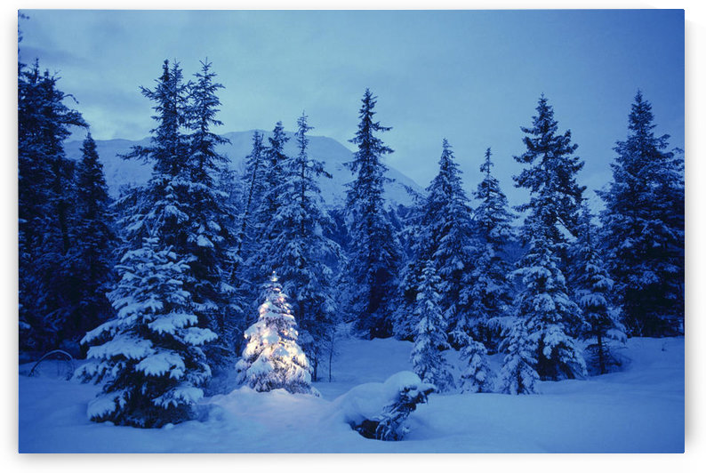 Spruce Tree In Forest With Christmas Lights Ak Winter by PacificStock