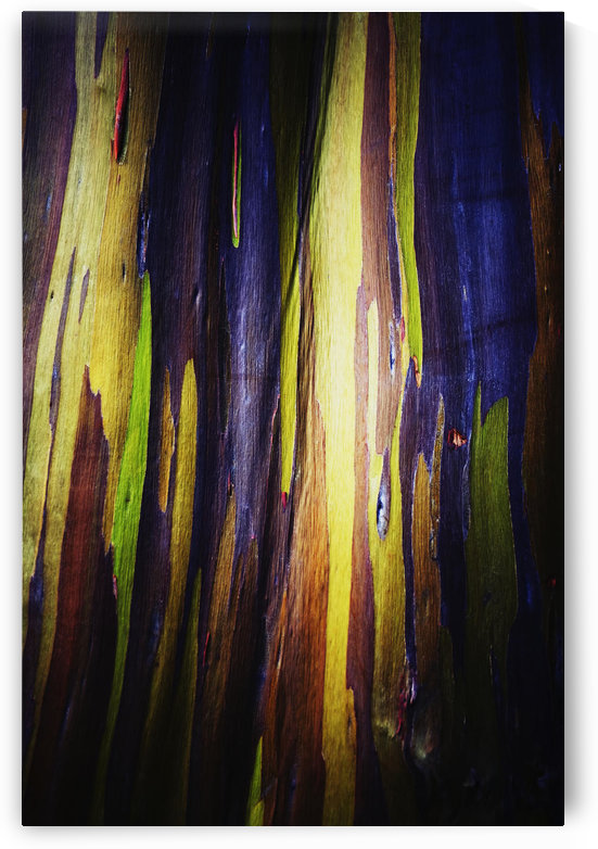 Colourful bark on the rainbow eucalyptus (eucalyptus deglupta) tree;Oahu, hawaii, united states of america by PacificStock