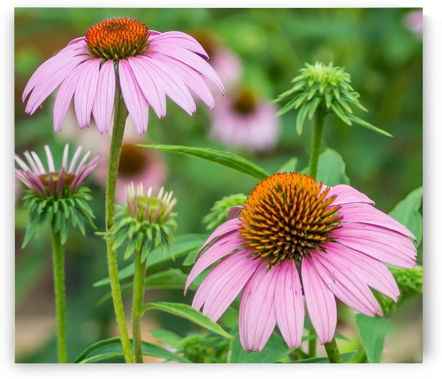 Springtime Once More by Melody Rossi