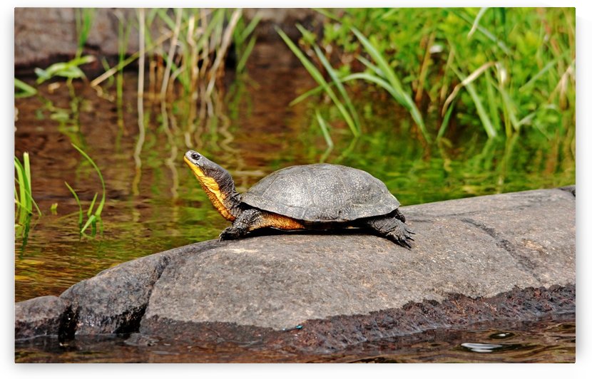 Basking Blandings Turtle by Deb Oppermann