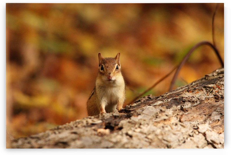 Chipmunk In Autumn by Deb Oppermann