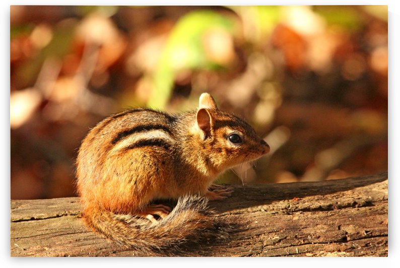 Fall Chippie by Deb Oppermann