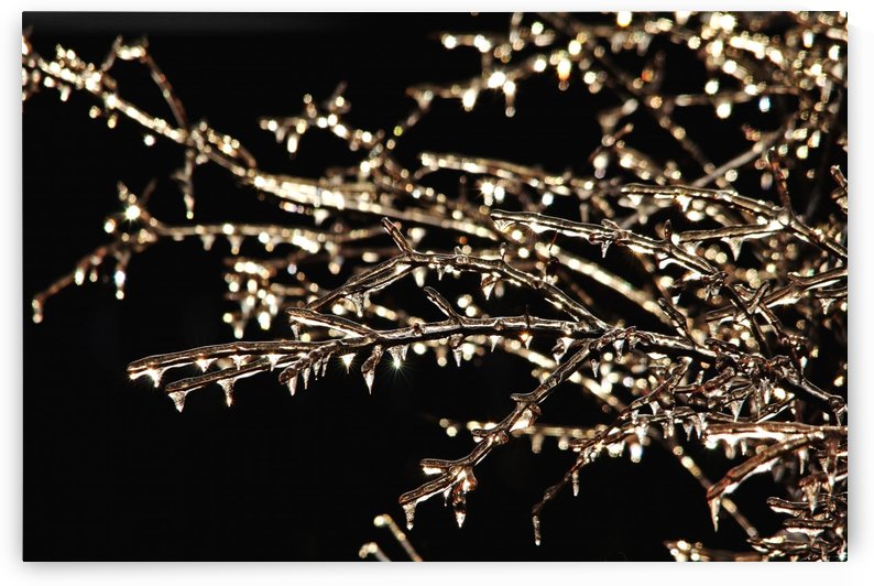 Magic Show by Deb Oppermann