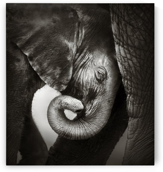 Baby elephant seeking comfort by Johan Swanepoel