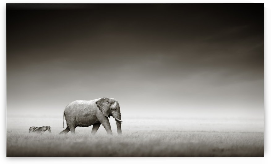 Elephant with zebra (Artistic processing) by Johan Swanepoel