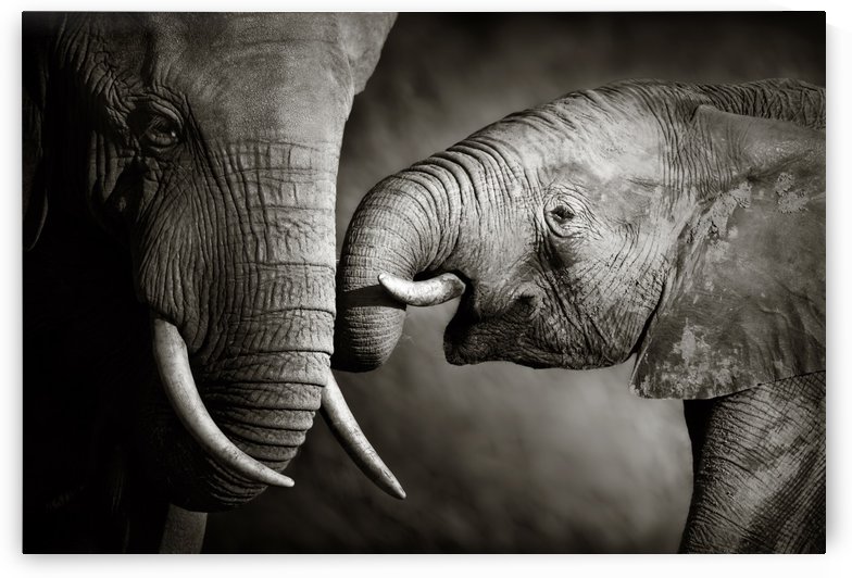 Elephant affection by Johan Swanepoel