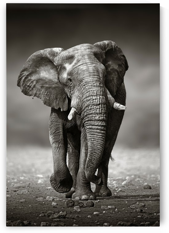 Elephant approach from the front by Johan Swanepoel