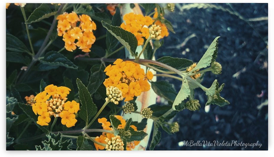 Yellow mellow  by Violet S Ramos