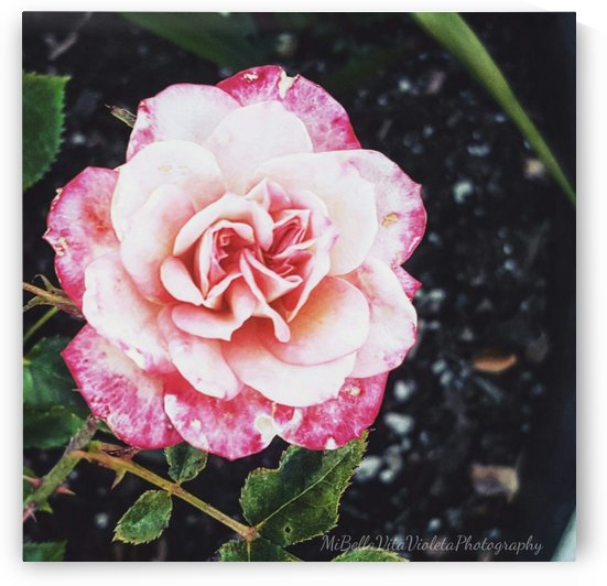 Como la flor by Violet S Ramos