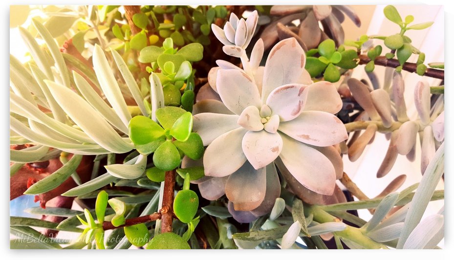 Plantitas by Violet S Ramos