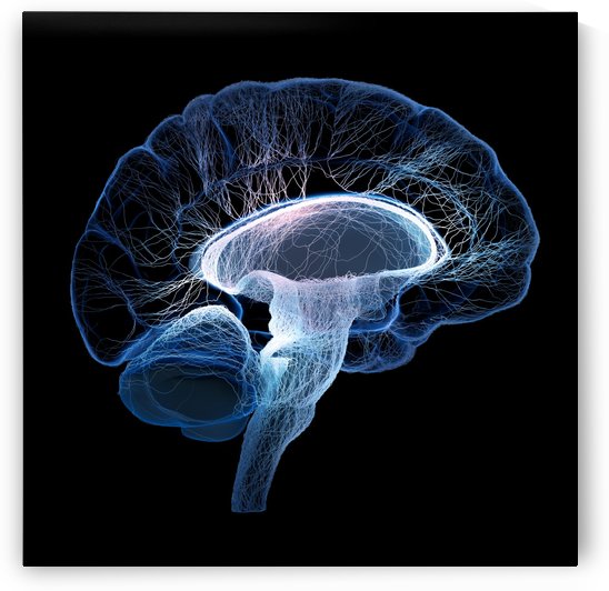Human brain illustrated with interconnected small nerves by Johan Swanepoel