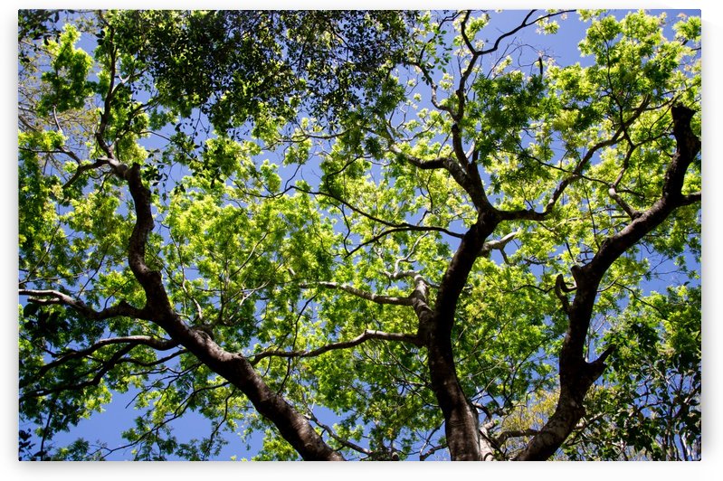 Puissance by Guy Charest