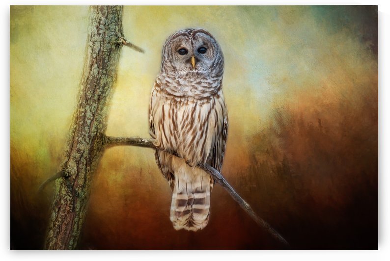 Barred Owl at sunrise with Textures by Michel Soucy