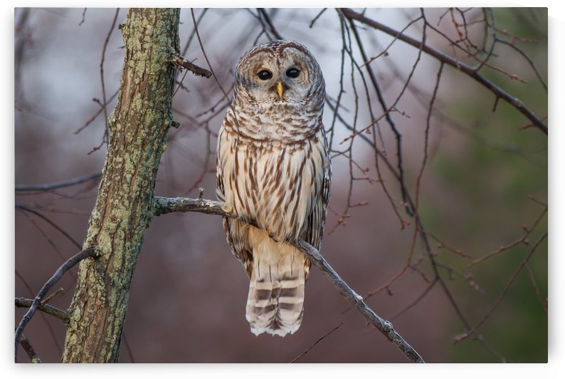 Barred Owl at sunrise. by Michel Soucy