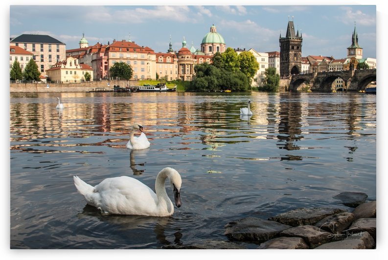 Les cygnes de Prague by Sophie Thibault
