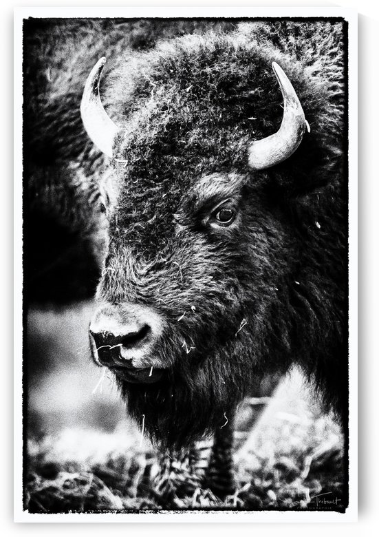 Bison by Sophie Thibault