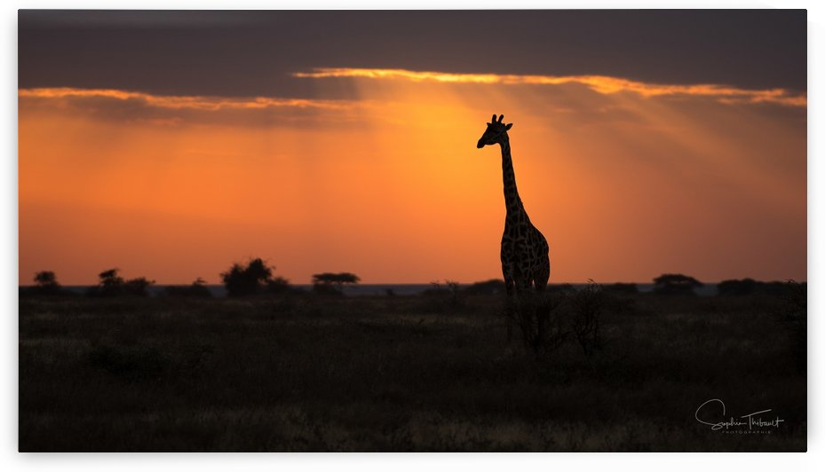 Profil haut by Sophie Thibault