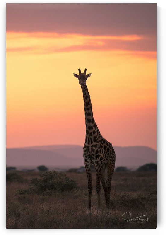 A hauteur de soleil by Sophie Thibault