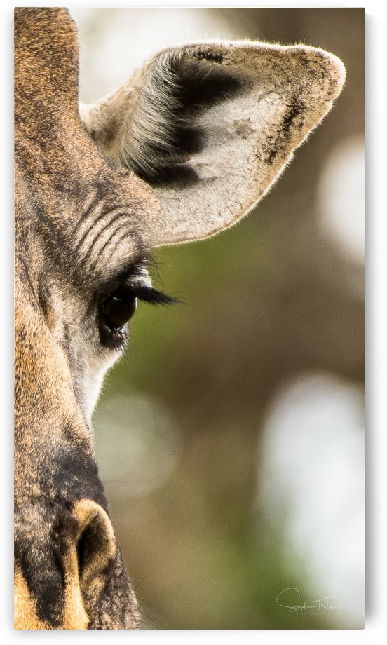 Oeil de velours by Sophie Thibault