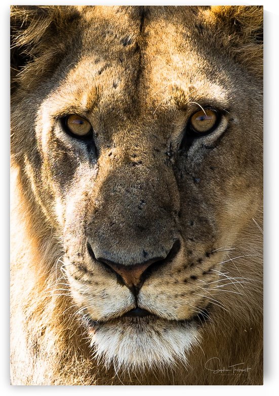 Gros minou by Sophie Thibault