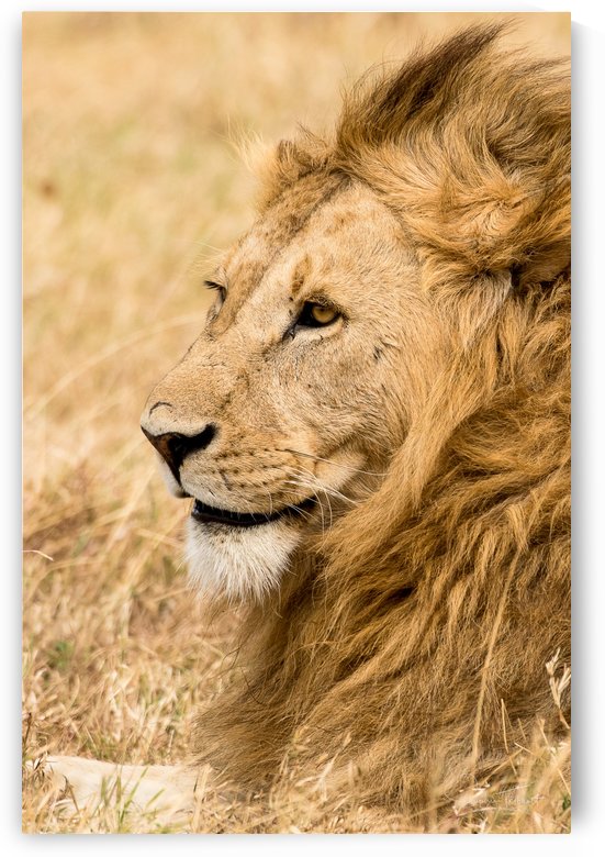 Le roi des forêts by Sophie Thibault