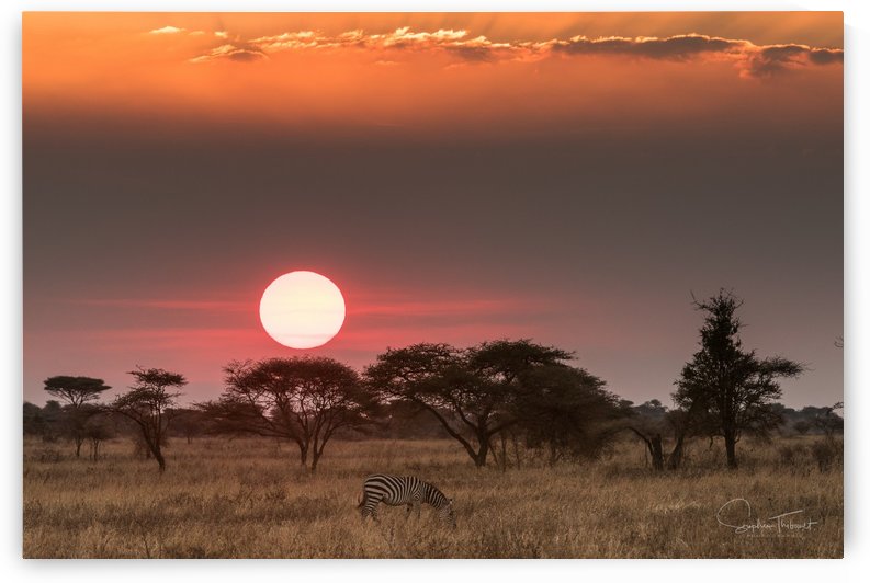 Soleil d Afrique by Sophie Thibault