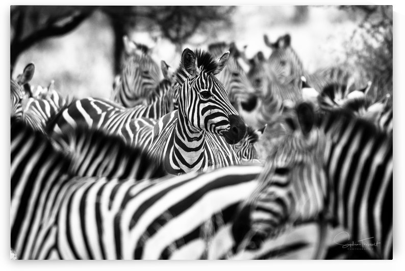 Festival du pyjama raye by Sophie Thibault