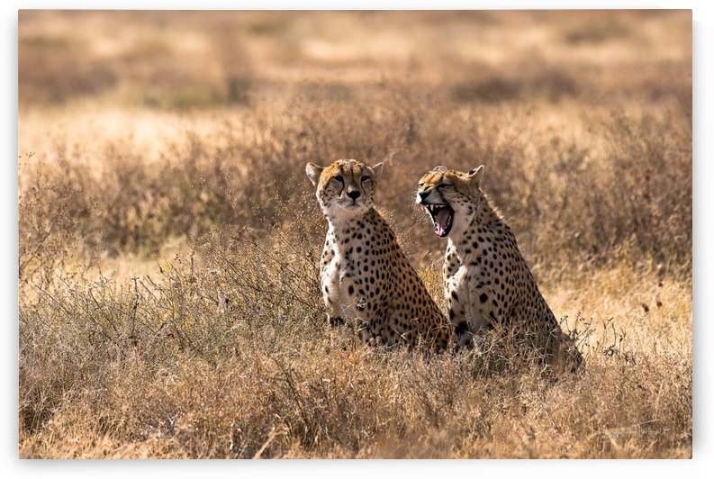 Grosse fatigue by Sophie Thibault