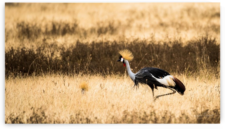 Grue royale by Sophie Thibault