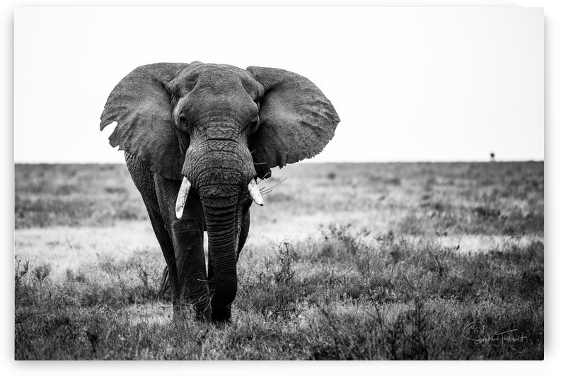 Le vieil elephant by Sophie Thibault