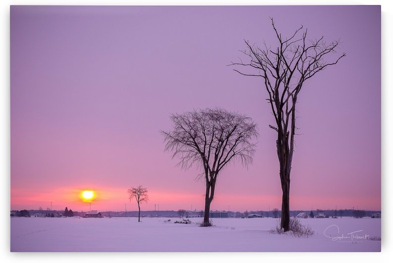 Mirabel mauve by Sophie Thibault