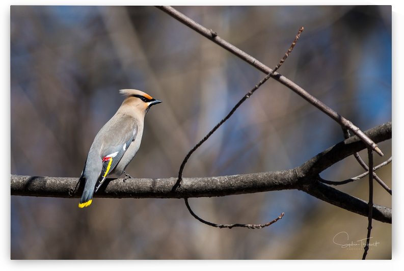 Jaseur boréal by Sophie Thibault