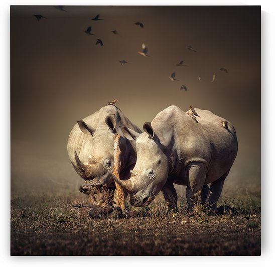 Two Rhinoceros with birds by Johan Swanepoel
